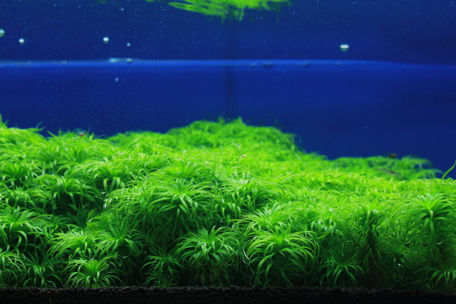 水族千草品牌主视觉背景